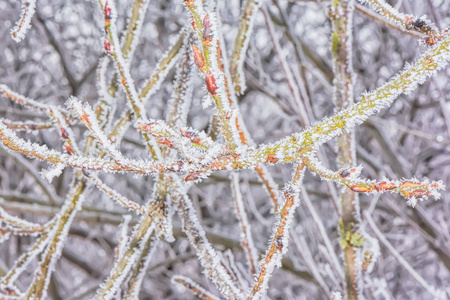 背景植物的枝条覆盖着霜冻