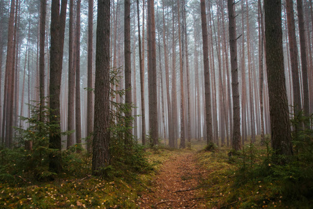 薄雾之路晨雾中的松树林之路照片