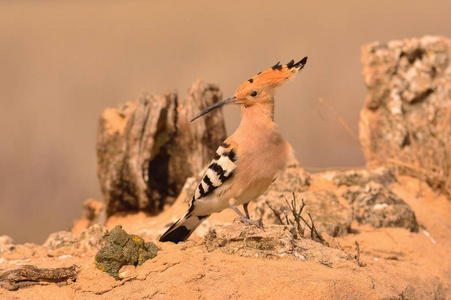 欧亚 Hoopoe 或 Upupa epops, 美丽的棕色鸟栖息在树枝上等待喂养它的小鸡棕色背景