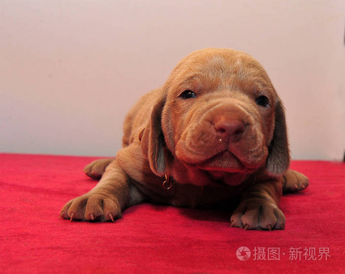 美丽的狗在西班牙