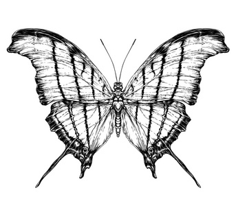 详细的写实素描的蛾图片