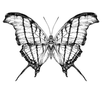 详细的写实素描的蛾照片