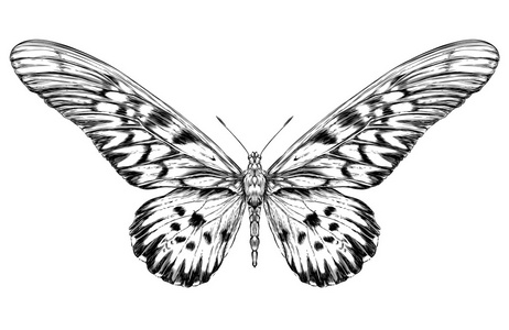 详细的写实素描的蛾照片