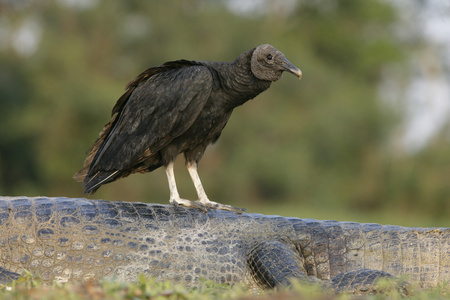 黑美洲鹫，coragyps atratus