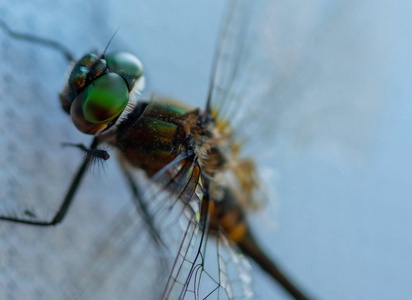 蜻蜓眼睛的细节, 因为它在表面上休息