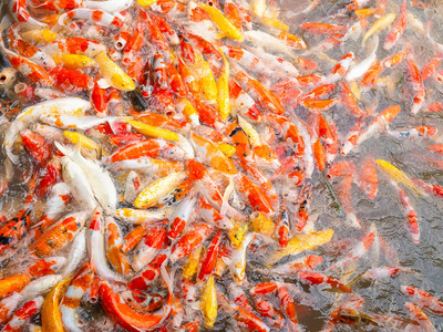 模糊锦鲤鱼游泳在水花园, 花鲤鱼鱼, 锦鲤鱼类