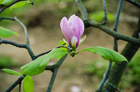 白玉兰花