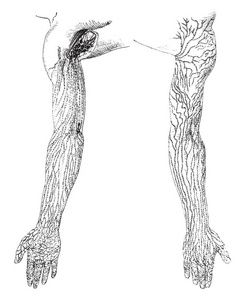 这个例证代表胳膊的淋巴容器和节点, 复古线图画或雕刻例证