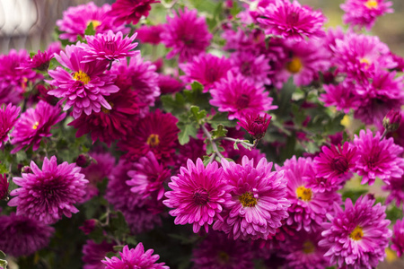 粉红色菊花在花园里绽放, 地方为文本, 秋天花背景