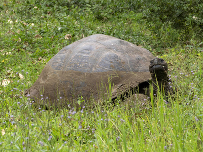 加拉帕戈斯巨型龟, Chelonoidis porteri, 保留加托阿古拉, 圣克鲁斯, Glapagos, 厄瓜多尔