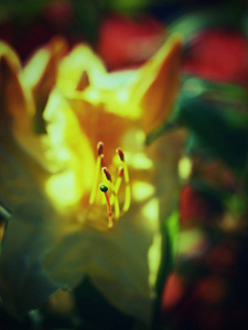 美丽的浓郁的黄色杜鹃花在花园里盛开在香味的泉水里
