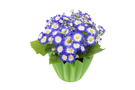 蓝瓜叶菊在一个绿色的花盆图片