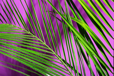 彩色背景的新鲜热带棕榈叶, 特写