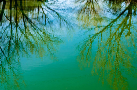 树枝在水中反射的自然背景