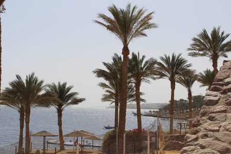 棕榈树和赫尔格达，埃及在酒店内平房