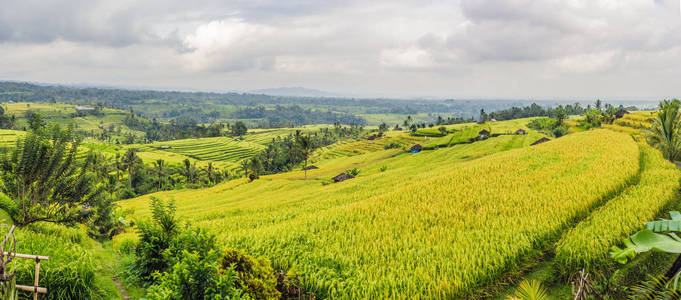 印尼巴厘岛乡村稻田绿色全景