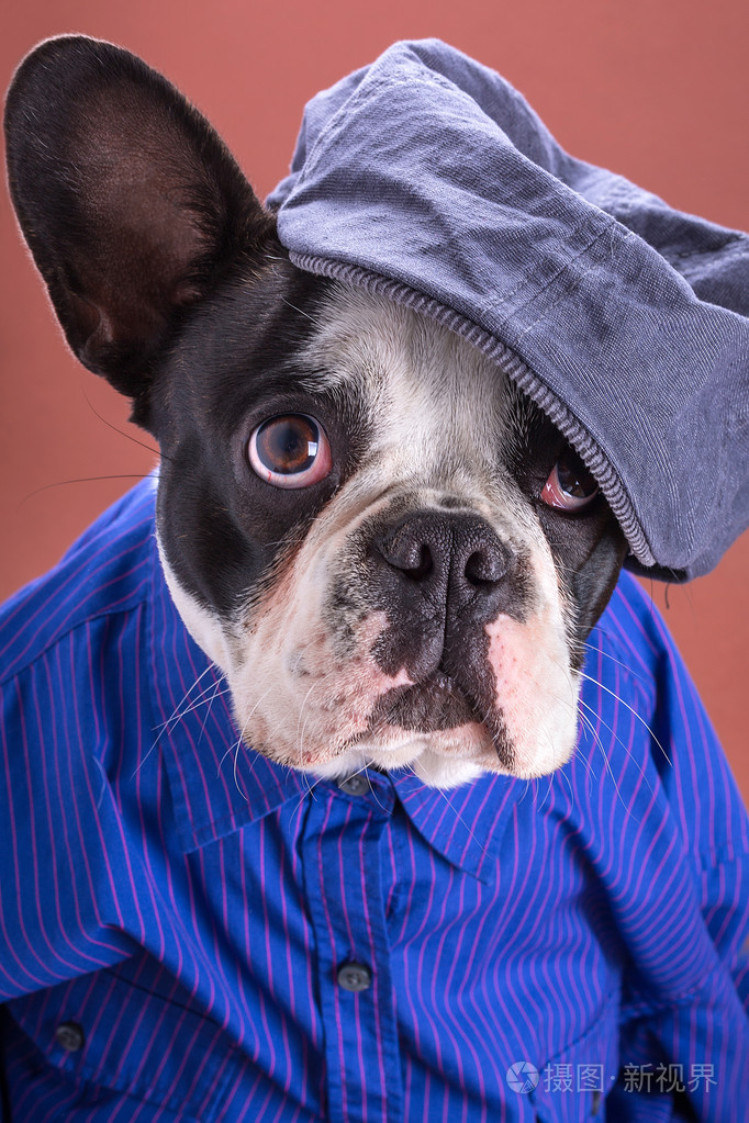 可爱的法国斗牛犬穿着蓝色衬衫
