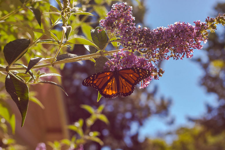 帝王蝴蝶在紫色的蝴蝶灌木上点燃了夏日的阳光, 蓝天的背景, 绿叶和树枝