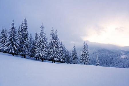 在寒冷的冬日里, 在宽阔的草坪上, 有许多冷杉树站在雪下.