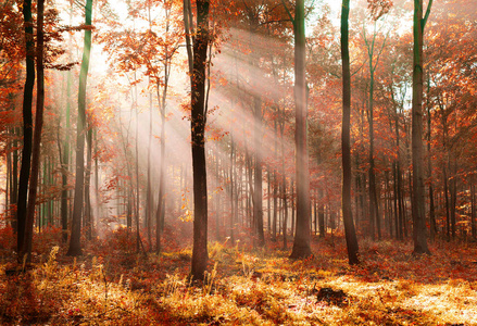 清晨秋天森林里美丽的阳光照片
