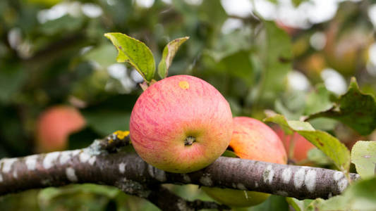 晚品种秋苹果, 美观实用