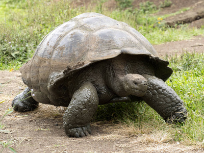 加拉帕戈斯巨型龟, Chelonoidis porteri, 保留加托阿古拉, 圣克鲁斯, Glapagos, 厄瓜多尔