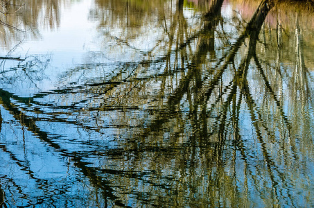 树枝在水中反射的自然背景