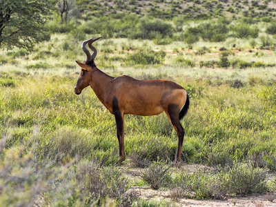 红色麋羚, Alcelaphus buselaphus caama, 卡拉哈里南非