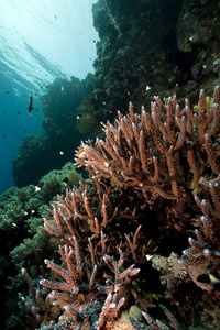 珊瑚和鱼类