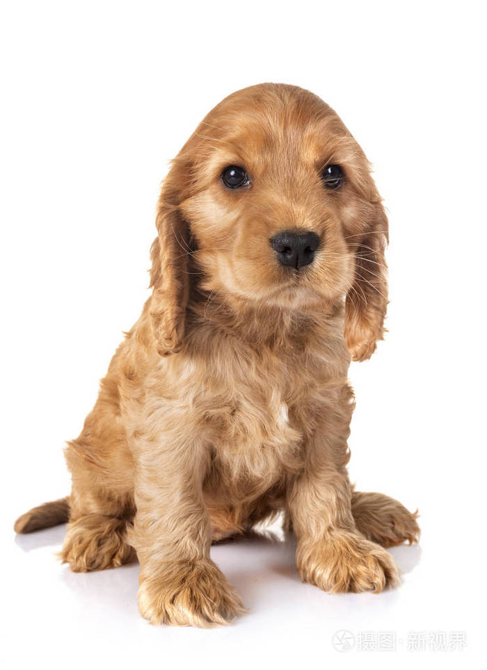 小狗可卡犬在白色背景前