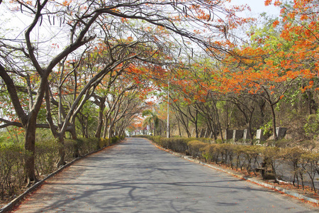 印度浦那夏季有鼓楼树冠的道路景观