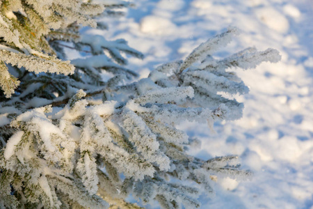 白雪覆盖的冬松分枝