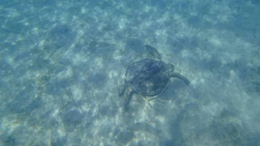 海龟游泳在蓝色海水水生动物水下照片