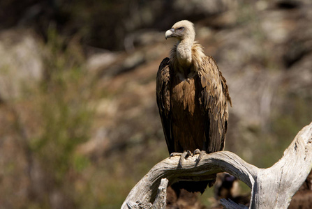 格里芬秃鹫gyps fulvus