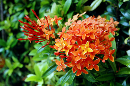 橙花AsokaSaracaAsoca