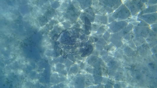 海龟游泳在蓝色海水水生动物水下照片
