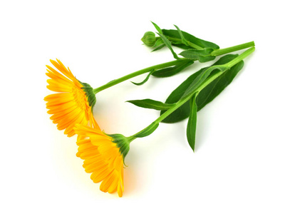 常见的万寿菊 金银花 药用花卉草本植物。在白色背景上隔离。并且 rudles, 锅或共同或苏格兰 marigold