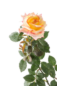 黄色和粉红色的玫瑰，白色的水滴。