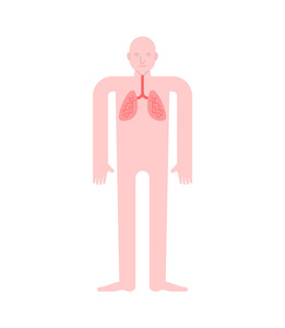 肺部人体解剖学。胃肠道内脏器官。人的身体和器官系统。医疗系统。矢量图案