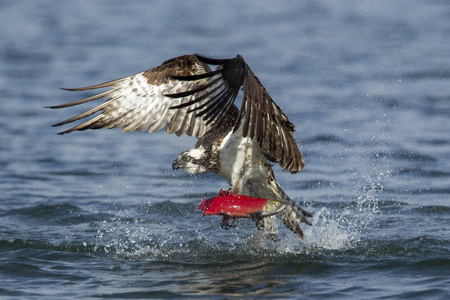 鱼鹰从水中抬起鲑鱼。一只鱼鹰在北爱达荷州的海登湖捕捉到 kokanee 鲑鱼后飞走了。