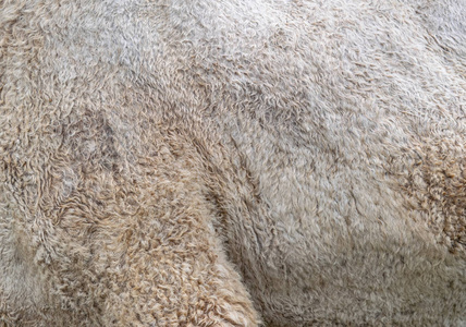 骆驼的一侧和臀部的皮肤。骆驼皮的背景纹理