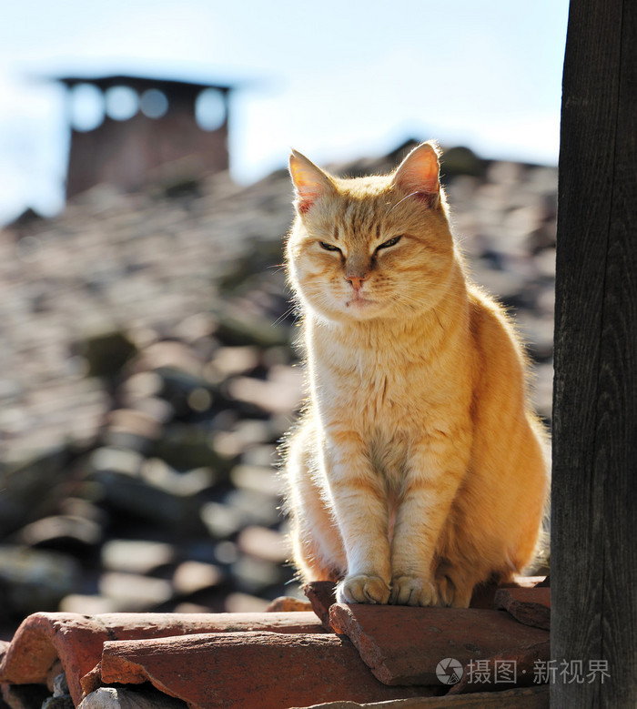 屋顶上的猫头像图片