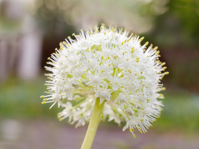 洋葱在花园里的花朵