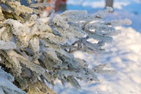 白雪覆盖的冬松分枝