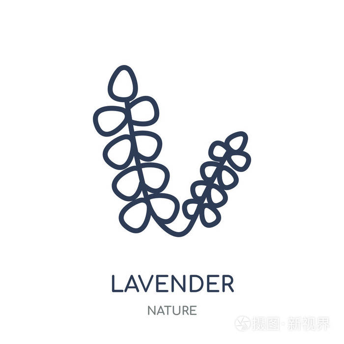 薰衣草图标薰衣草线性符号设计从自然收藏简单的大纲元素向量例证在