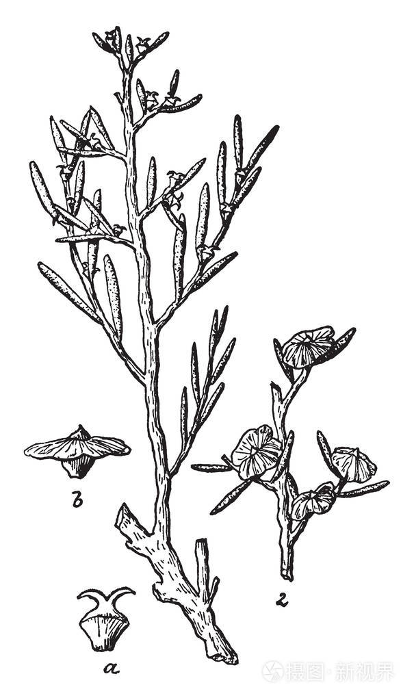 Greasewood 是两种开花植物的北美洲属。本厂又称 Sarcobatus复古线画或雕刻插图