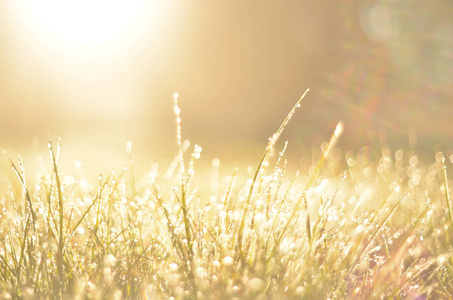 绿草与露水在早晨阳光春天背景