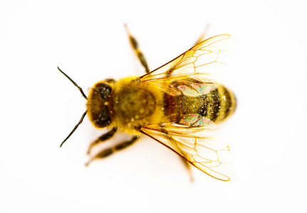 黄色上特写蜜蜂金色的蜜蜂被隔离在白色背景上, 特写.