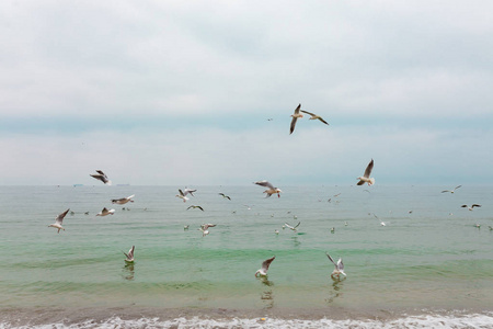 黑海上的海鸥