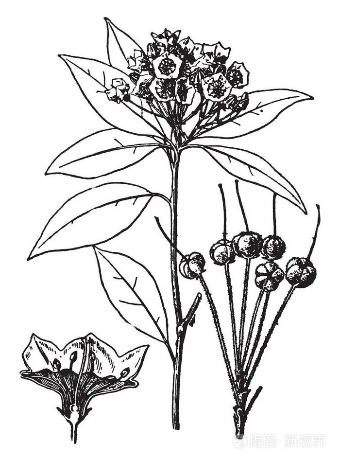 插画 这是一个阔叶的月桂.叶子是大的深绿色.